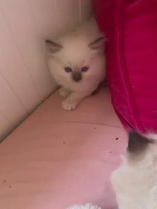 BEAUTIFUL BICOLOR WHITE MITTED RAGDOLLS!! - Photo 5