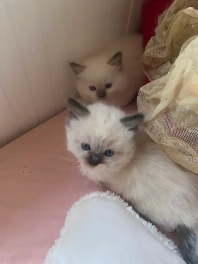BEAUTIFUL BICOLOR WHITE MITTED RAGDOLLS!! - Photo 7