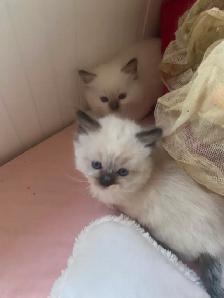 BEAUTIFUL BICOLOR WHITE MITTED RAGDOLLS!! - Photo 7