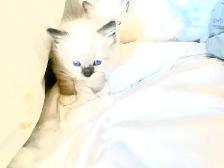 BEAUTIFUL BICOLOR WHITE MITTED RAGDOLLS!! - Photo 10
