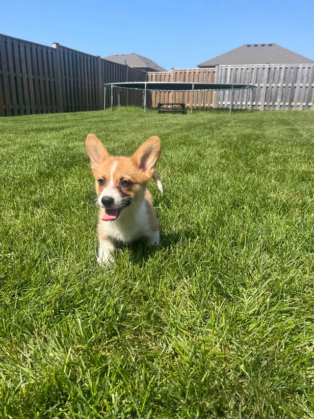 Corgi puppies - Photo 3