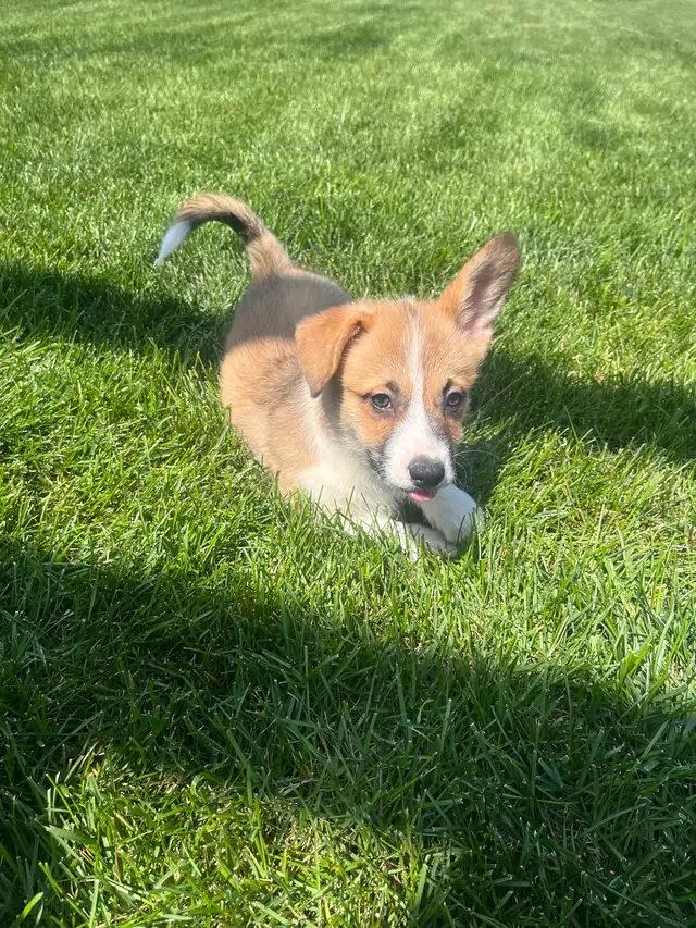 Corgi puppies - Photo 5