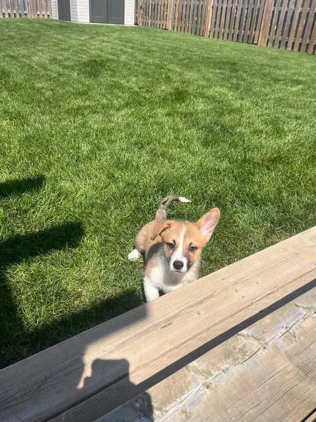 Corgi puppies - Photo 6