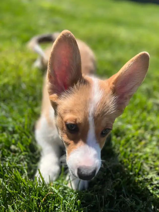 Corgi puppies - Photo 7