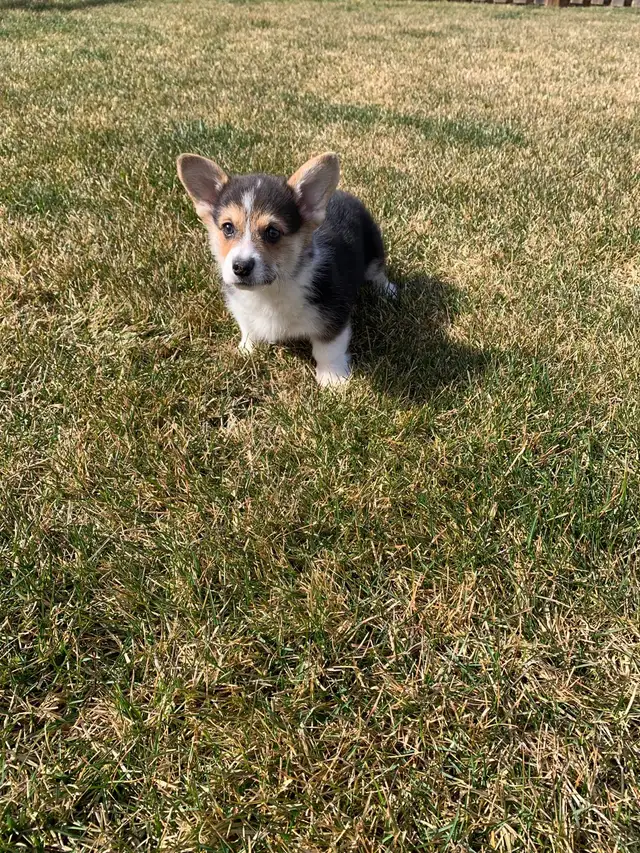 Corgi puppies - Photo 9