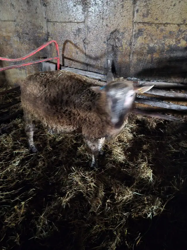 Ram for sale - Photo 2