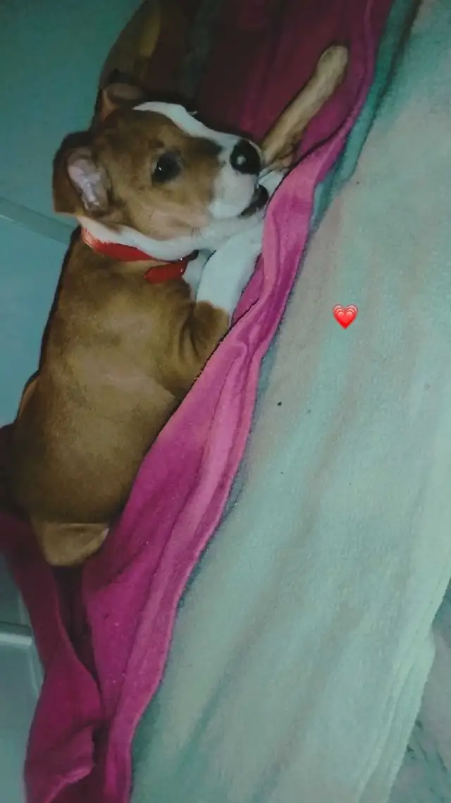 chiot femelle - Photo 5