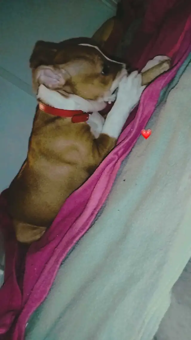 chiot femelle - Photo 6