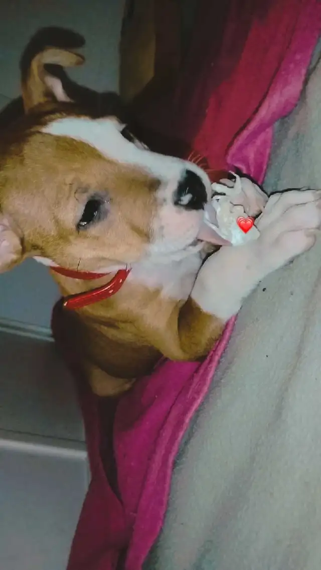 chiot femelle - Photo 7