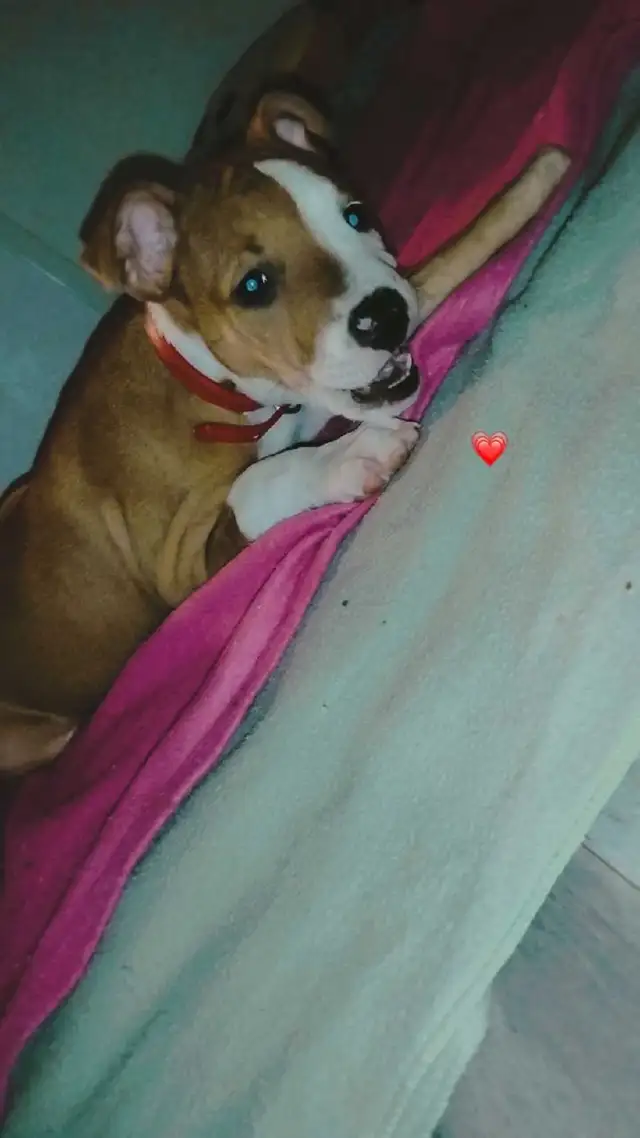 chiot femelle - Photo 8