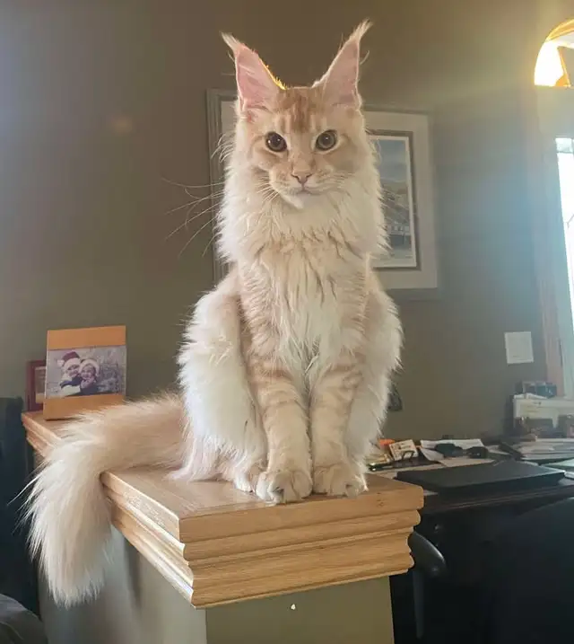 Meet Your Future Gentle Giant – Purebred Maine Coon Kittens - Photo 4