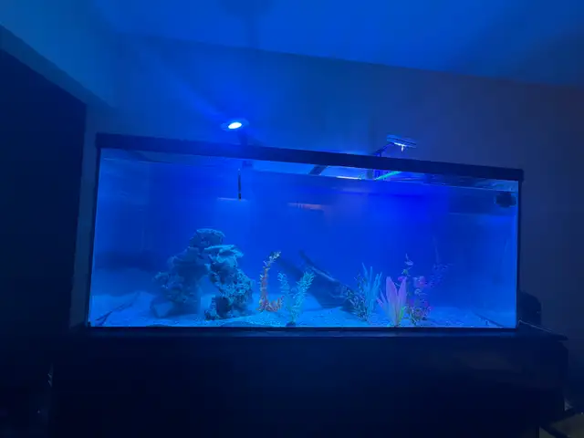 Large Aquarium with Cabinet Stand   Wave Maker - Photo 4