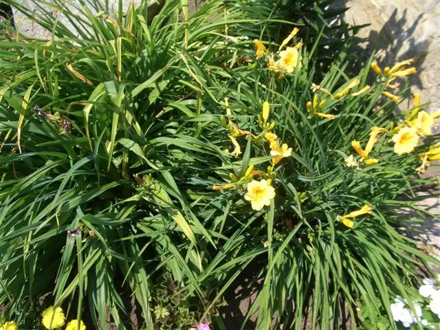 Daylillies for sale