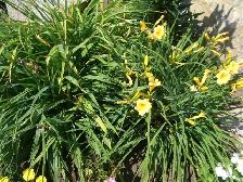 Daylillies for sale