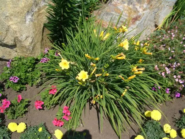 Daylillies for sale - Photo 2