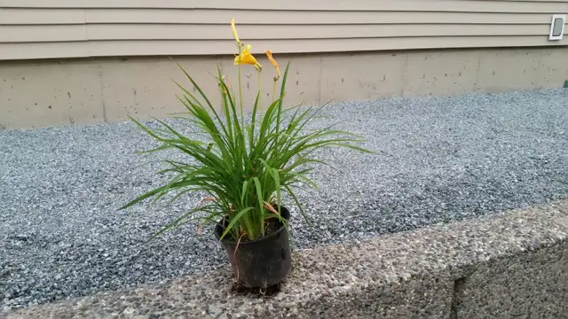 Daylillies for sale - Photo 3