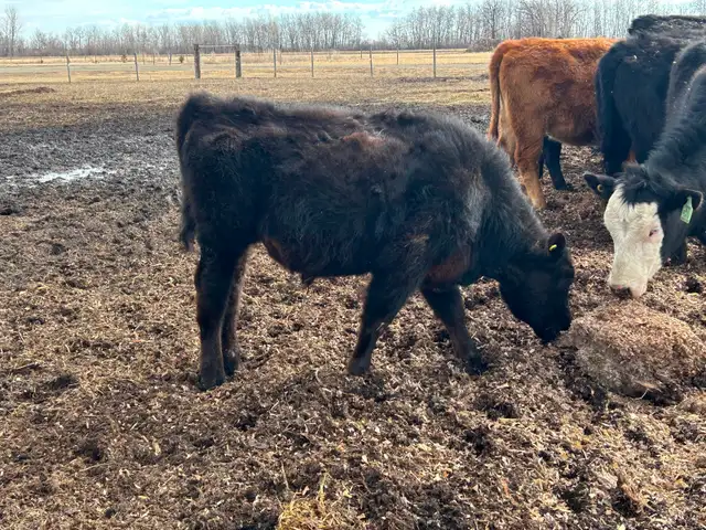 Angus steer calf