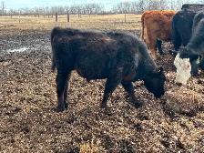 Angus steer calf