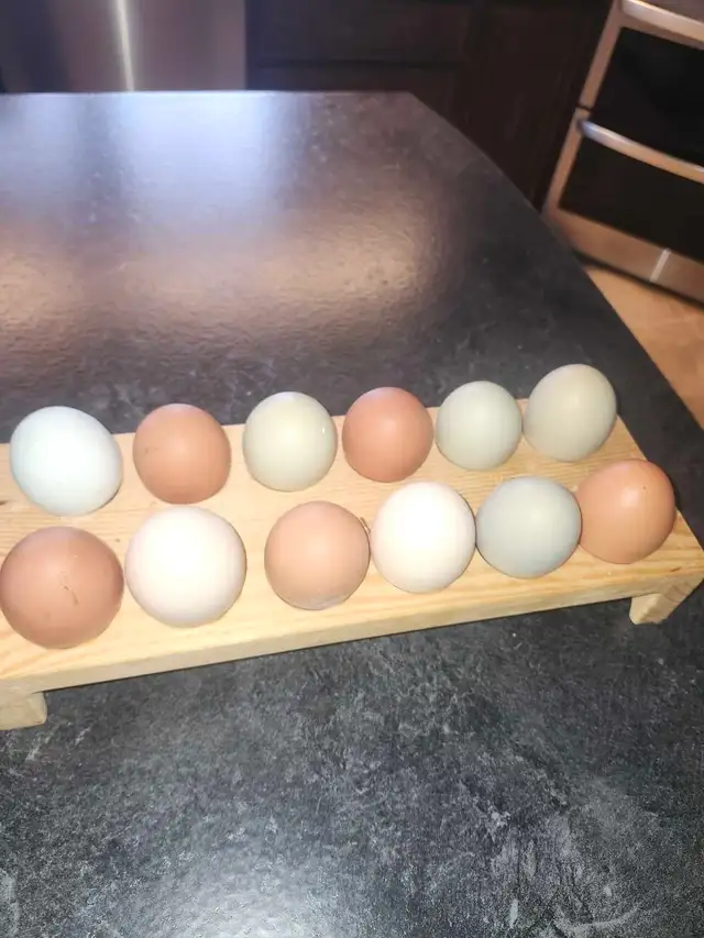 nuggets..chatham - Photo 2