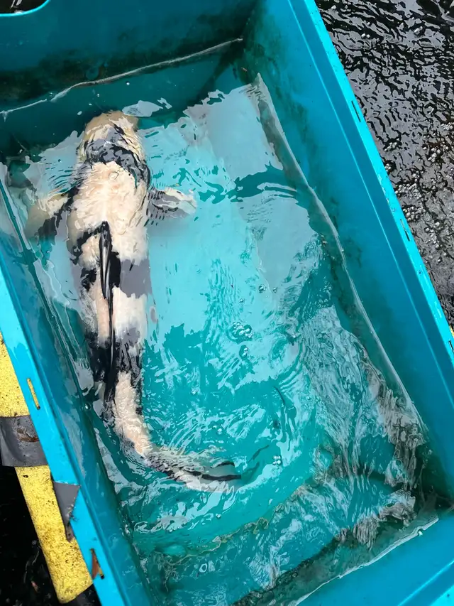 Japanese Koi - Photo 2