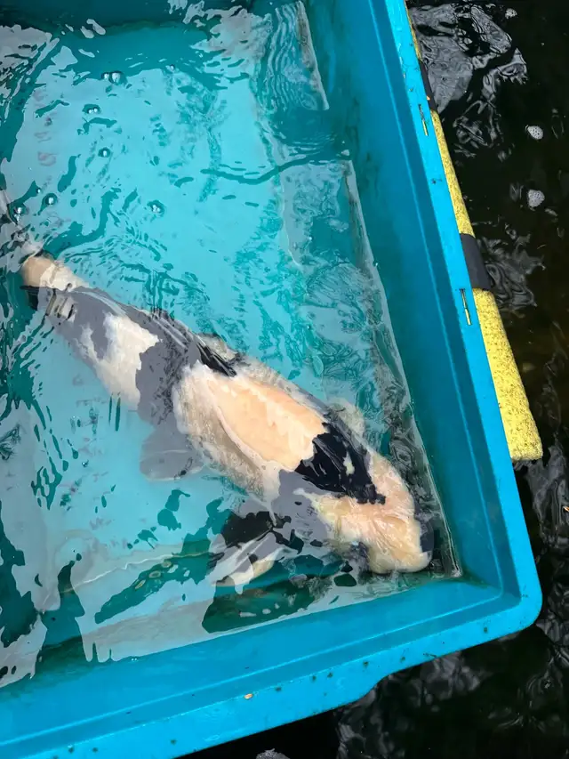 Japanese Koi - Photo 3