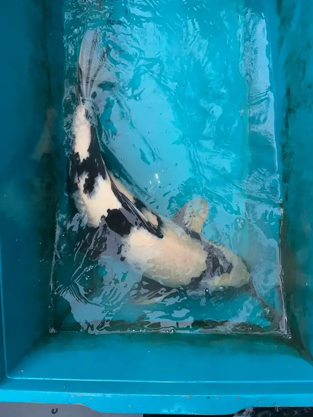 Japanese Koi - Photo 4