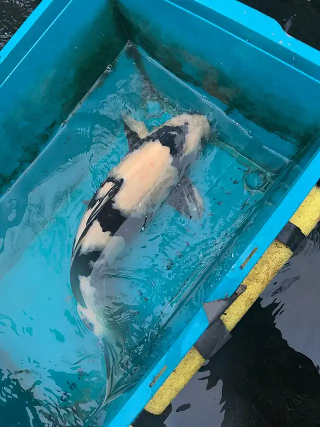 Japanese Koi - Photo 7