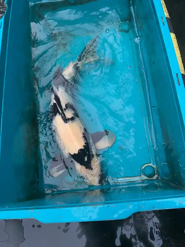 Japanese Koi - Photo 8