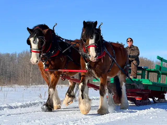 Draft Horse Accessories
