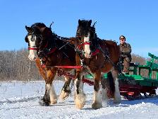 Draft Horse Accessories