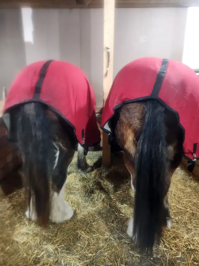 Draft Horse Accessories - Photo 2