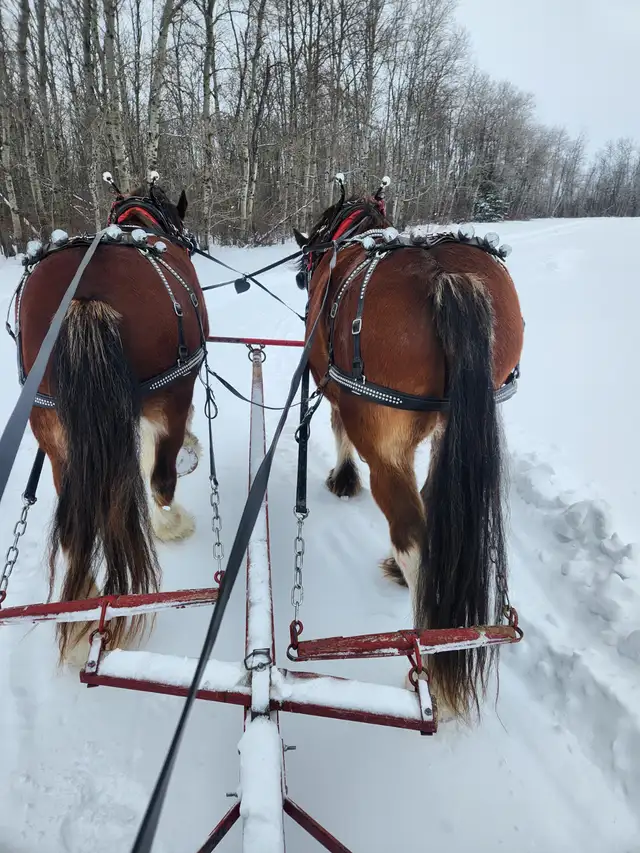 Draft Horse Accessories - Photo 3