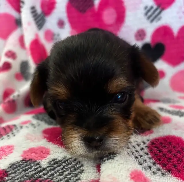 Beautiful Tiny Yorkie M & F Puppies ready to go May 9