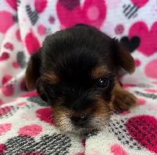 Beautiful Tiny Yorkie M & F Puppies ready to go May 9