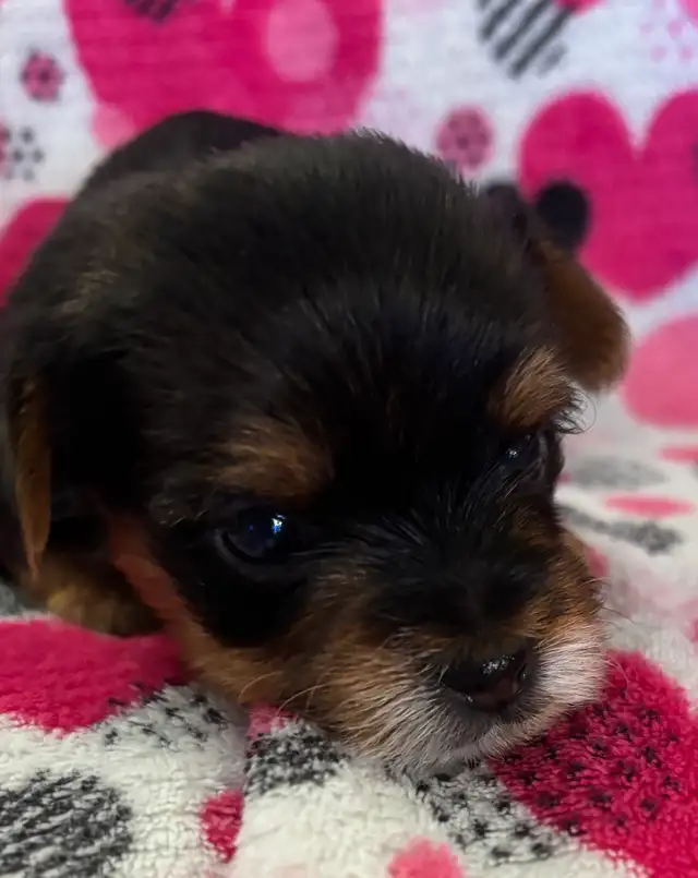 Beautiful Tiny Yorkie M & F Puppies ready to go May 9 - Photo 2