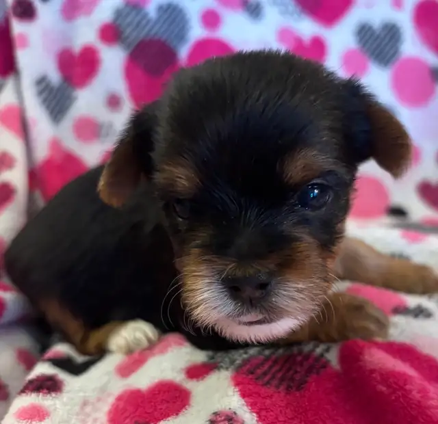 Beautiful Tiny Yorkie M & F Puppies ready to go May 9 - Photo 3