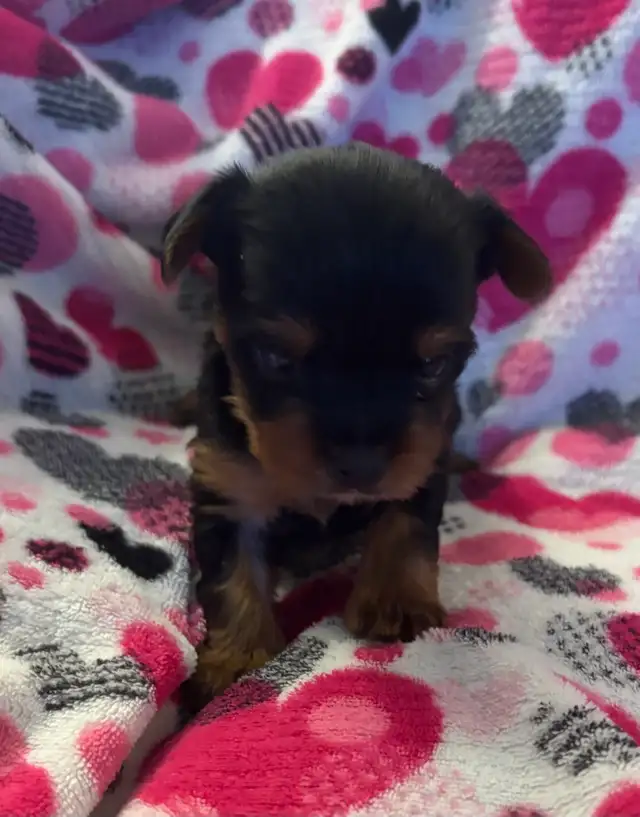 Beautiful Tiny Yorkie M & F Puppies ready to go May 9 - Photo 4