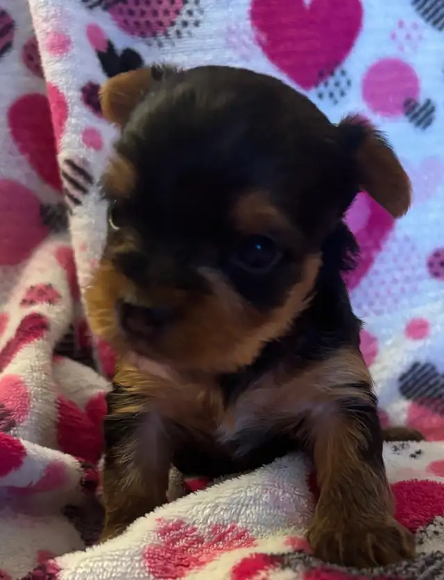 Beautiful Tiny Yorkie M & F Puppies ready to go May 9 - Photo 5