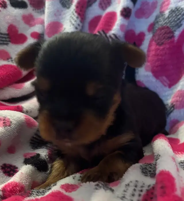 Beautiful Tiny Yorkie M & F Puppies ready to go May 9 - Photo 6