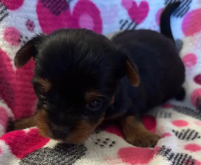 Beautiful Tiny Yorkie M & F Puppies ready to go May 9 - Photo 7