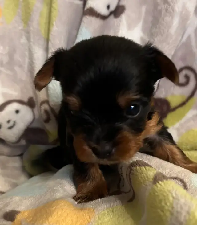 Beautiful Tiny Yorkie M & F Puppies ready to go May 9 - Photo 8