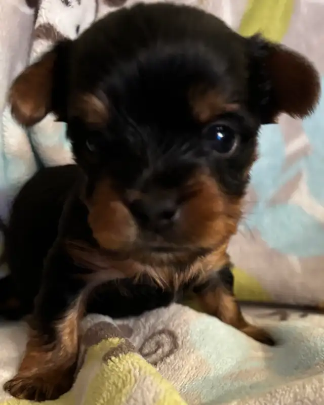 Beautiful Tiny Yorkie M & F Puppies ready to go May 9 - Photo 9