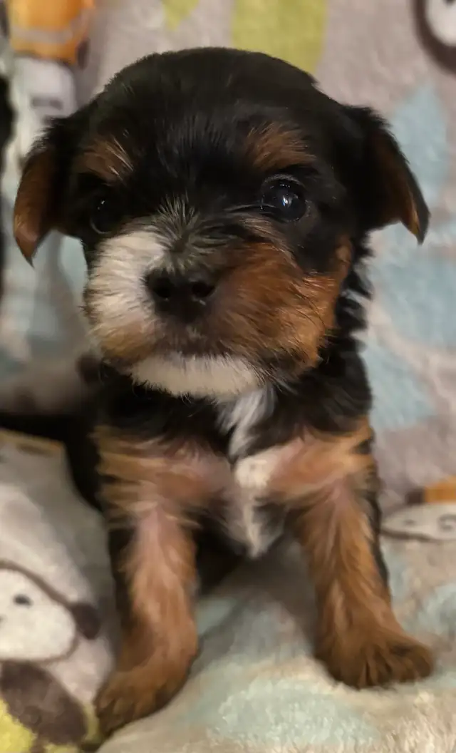 Beautiful Tiny Yorkie M & F Puppies ready to go May 9 - Photo 10