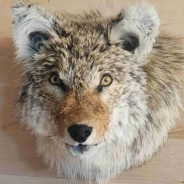 Coyote shoulder mount