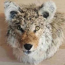 Coyote shoulder mount