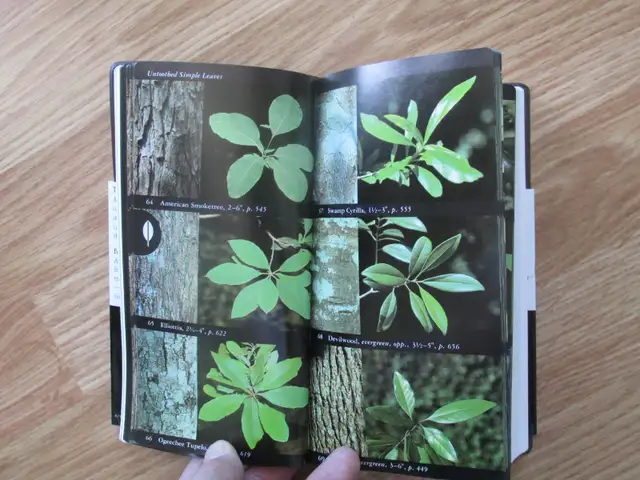 FIELD GUIDE TO NORTH AMAERICAN TREES by Elbert L. Little - 1992 - Photo 6