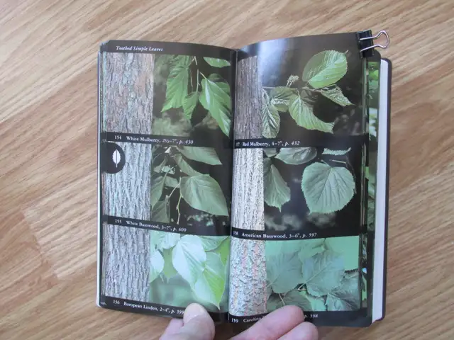 FIELD GUIDE TO NORTH AMAERICAN TREES by Elbert L. Little - 1992 - Photo 7