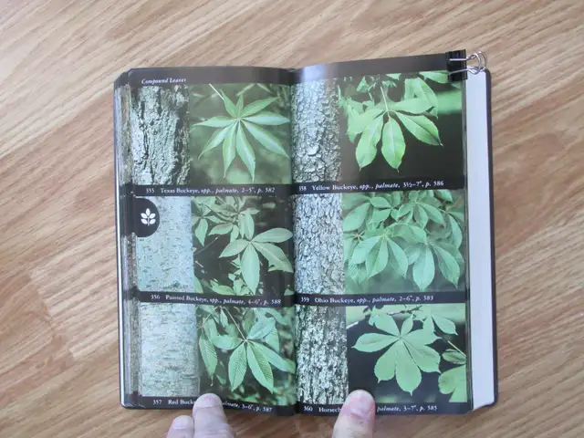 FIELD GUIDE TO NORTH AMAERICAN TREES by Elbert L. Little - 1992 - Photo 8