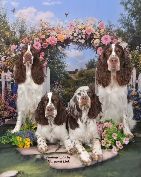 Professional Pet Portrait Day in Orleans, April 18th