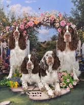 Professional Pet Portrait Day in Orleans, April 18th